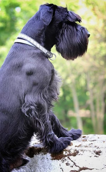 Daruji knírače středního černého