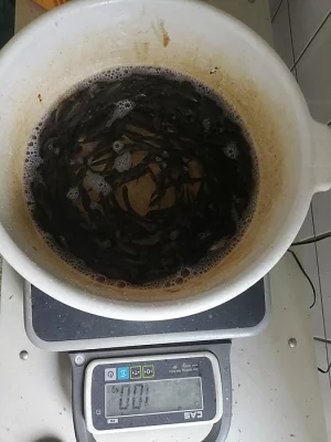 Prodám plotice a perliny