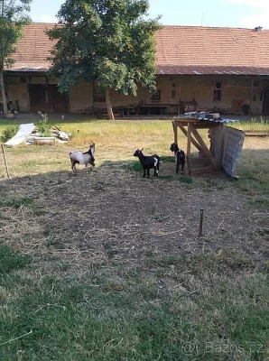 kozičky
