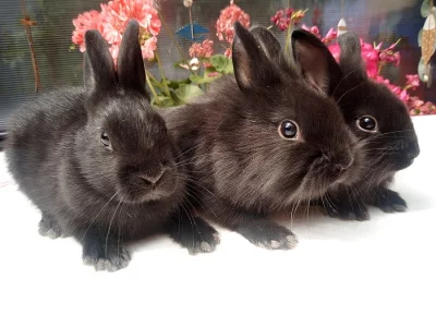 Zakrslý králík-krátkosrstý a teddy gen
