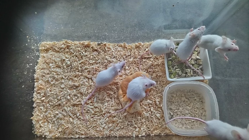 Laboratorní myši