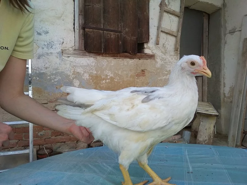 Kohoutek bílý