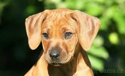Rhodéský ridgeback štěňata