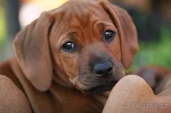 Rhodéský ridgeback štěňata
