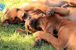 Rhodéský ridgeback štěňata