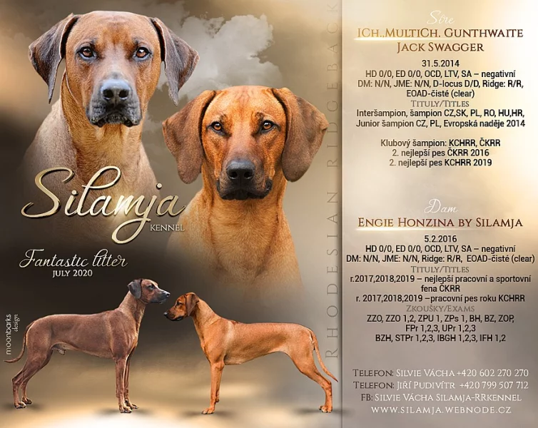 Rhodéský ridgeback štěňata