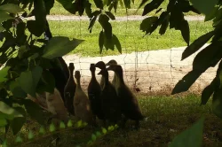 Indický běžec