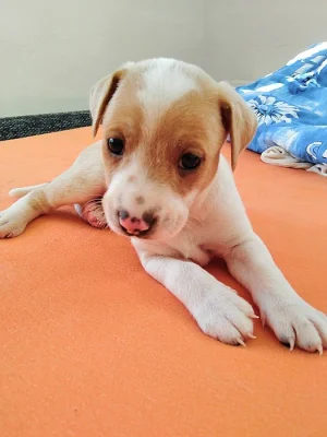 Jack russel teriér