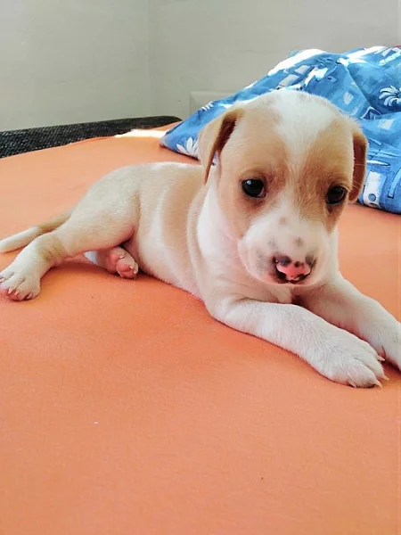 Jack russel teriér