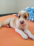 Jack russel teriér