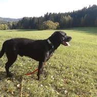 Daruji pejska křízence