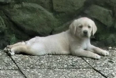Labradorský retriever s PP