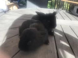 Zakrslý králík, beran, beránek