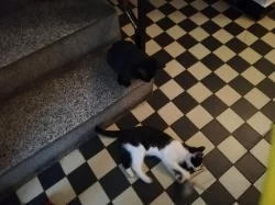 Do dobrých rukou zdarma darujeme