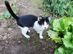 Do dobrých rukou zdarma darujeme