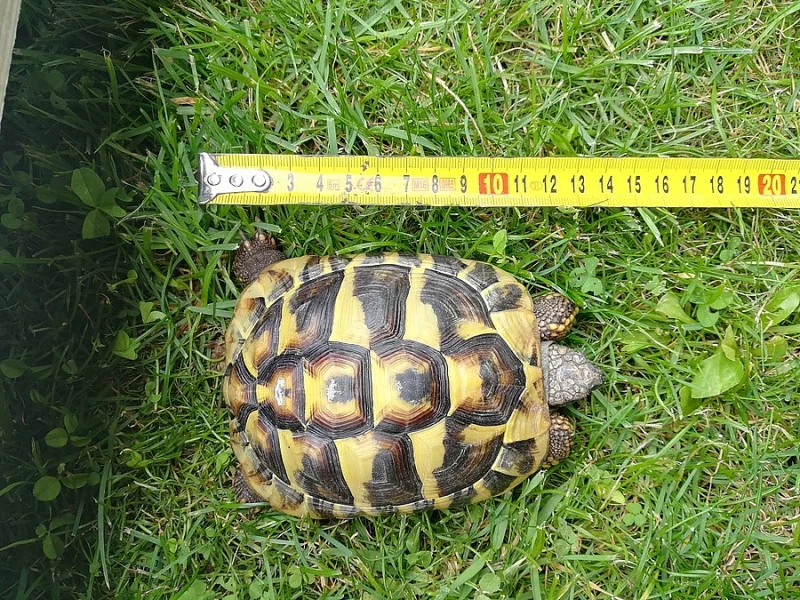 Želva zelenavá (Testudo hermanni)