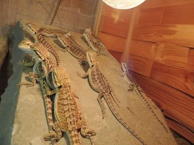 Agama vousatá