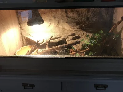 Prodám Krajtu královskou + terárium