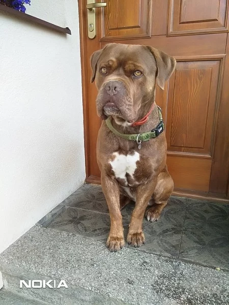 Cane Corso