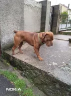 Cane Corso