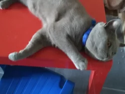 Nabízím krytí britským modrým kocourem