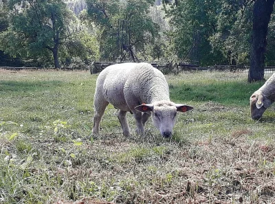 Beránek
