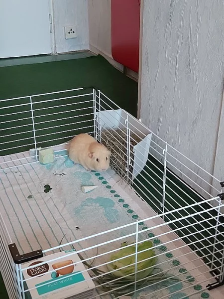 Daruji poslední mládě morčete