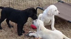 Labradorský retrívr štěňata