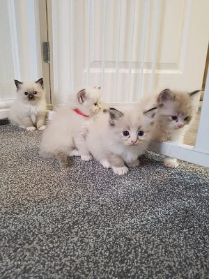 Samec a samice Ragdoll Kitten