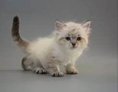 Krásný kocour sibiřských koťat na prodej.