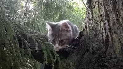 Prodám modré kočičky bez PP