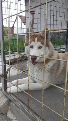 sibiřský husky krytí