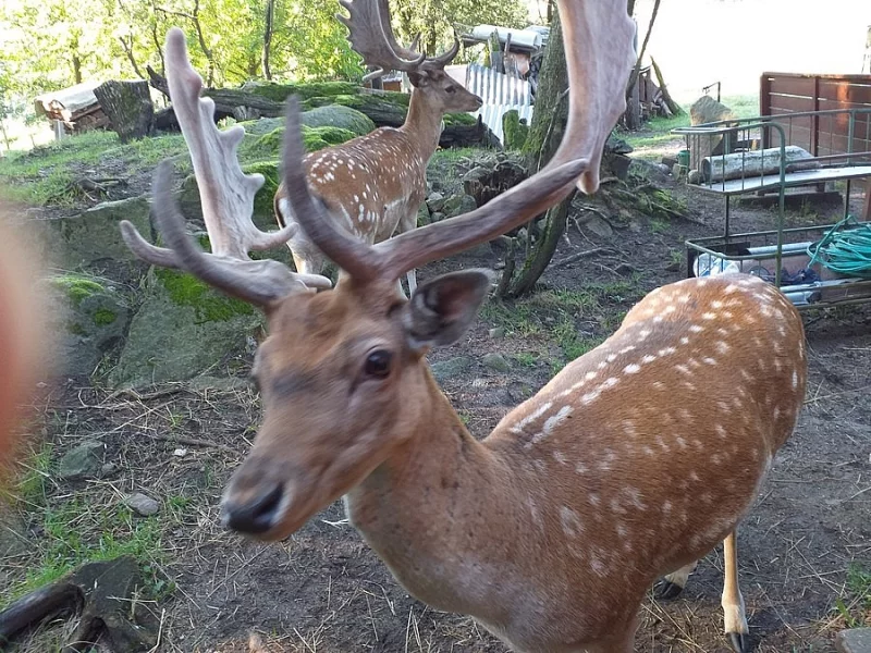 Prodej daňka do chovu.