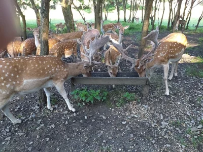 Prodej daňka do chovu.