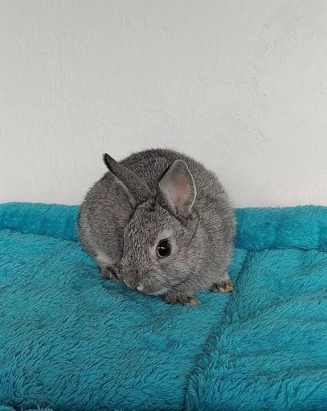 Zakrslý králíček