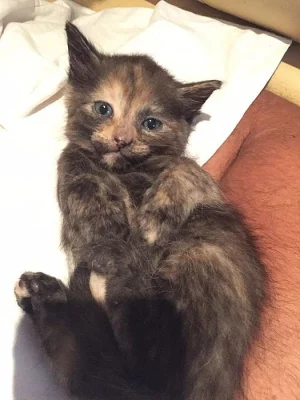 Daruji koťata Ludvíček a Rozárka