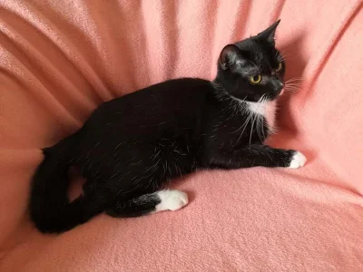 Kocourek k adopci