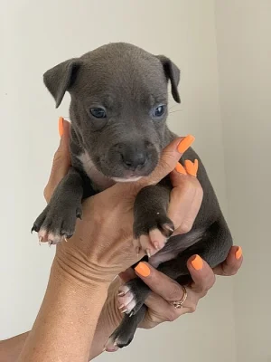 Stenatka Americanbully