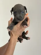 Stenatka Americanbully
