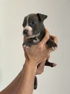 Stenatka Americanbully