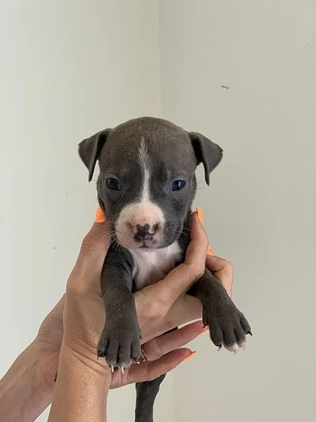Stenatka Americanbully
