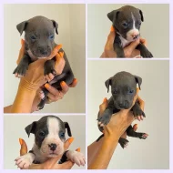 Stenatka Americanbully