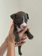 Stenatka Americanbully