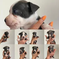 Stenatka Americanbully