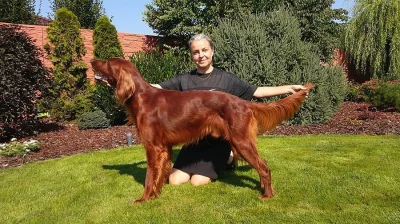 hledám fenečku ke krytí