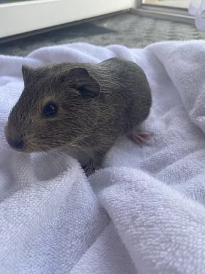 Prodám dvě malá morčátka