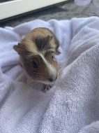 Prodám dvě malá morčátka