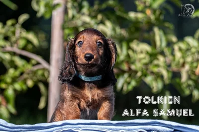 Jezevčík trpasličí králičí dlouhosrstý