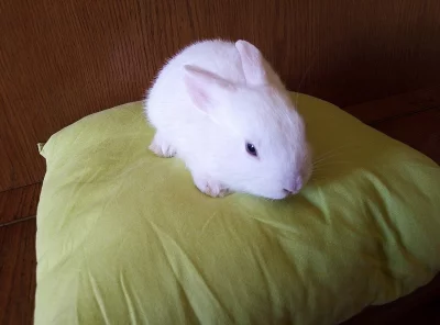 Zakrslí králíčci