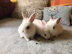 Zakrslí králíčci